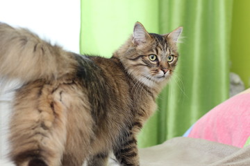 Katzen zu Hause