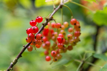 Johannisbeeren