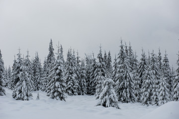 Winter trees covered with fresh snow