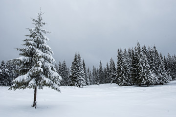 Snow covered frozen trees in the mountains
