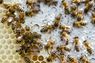 Honigbienen