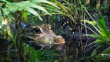 Croco (c) Alexander Reichel