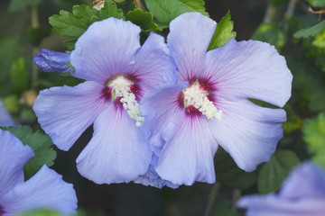 Blühende blaue Hibiskus Blumen