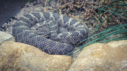 snake (c) Alexander Reichel