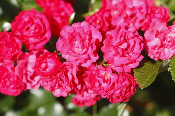 Obraz premium Rote Rosen