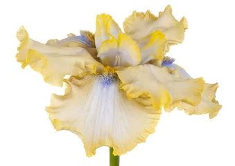 Rolgordijnen iris flower isolated © _Vilor