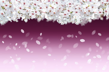 Fototapeta premium 桜の背景（ワインレッドと薄いピンクのイメージ）
