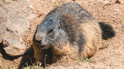 Portait of a cute groundhog