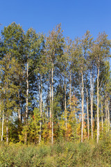 forest with aspens