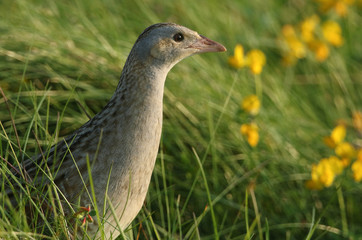 Obraz premium A secretive rare Corncrake (Crex crex) walking through the grass on Noth Uist, Scotland.
