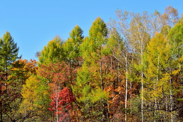 Fototapeta premium Autumn apparel of the forest. Mixed forest: larch, birch, oak, maple and other trees in a beautiful autumn decoration.