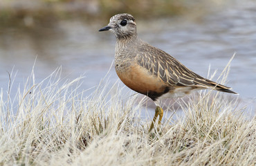 A rare Dotterel (Charadrius morinellus) in the highlands of Scotland.