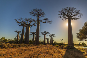 Beautiful Baobab trees at sunset at the avenue of the baobabs in Madagascar