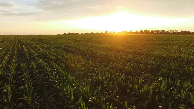 Flying over green corn field on huge sunset. 4K
