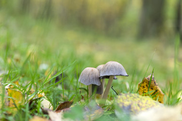 mushrooms in the grass on the lawn fallen yellow leaves