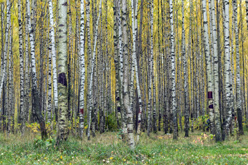 Fototapeta premium autumn forest, tree trunks, birch trees, yellow leaves, green grass under the trees