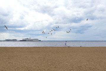  bird on the shore, flock of seagulls on the beach on the Gulf of Finland, St. Petersburg,