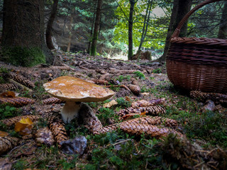 Pilze Sammeln 2018-14   Großer Steinpilz mit Moos Tannenzapfen und Korb. 