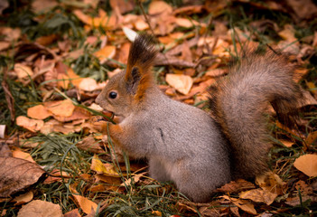 Naklejka na ściany i meble Squirrel nibbles a nut in the autumn Park