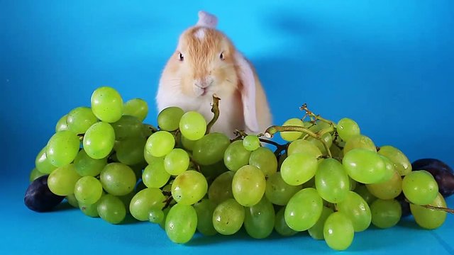 Grapes. Green grape fruit wit lop rabbit.