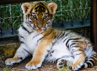 kindergarten for cubs