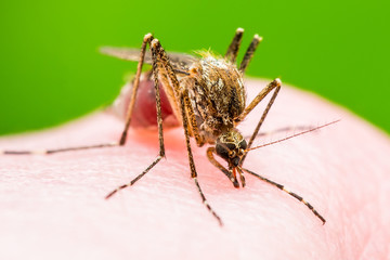 Yellow Fever, Malaria or Zika Virus Infected Mosquito Insect Macro on Green Background