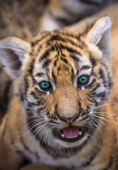 kindergarten for cubs