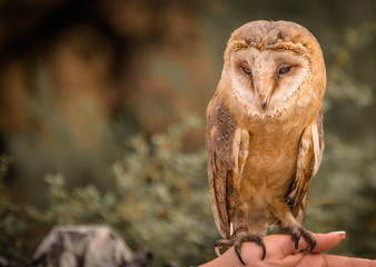 sad owl sitting on the girl's hand