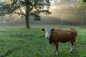 Cow in morning light