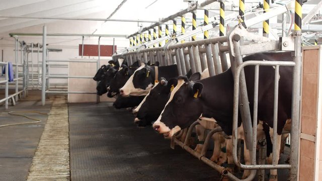 Cows stand on a modern farm and wait while milking takes place, agriculture, milking milk, cows