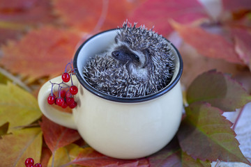 hedgehog in a mug with autumn leaves