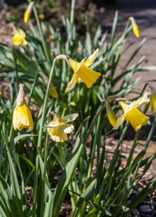 yellow spring flowers in the garden
