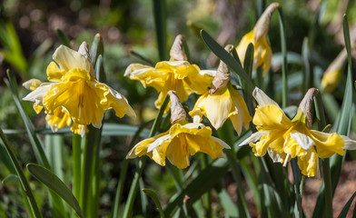 yellow daffodils in the garden