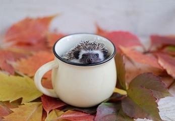 hedgehog in a mug with autumn leaves © Nady