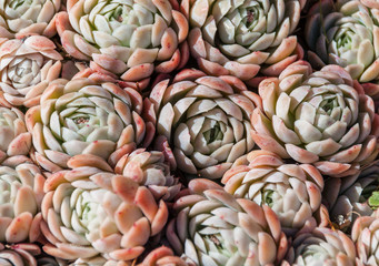Fototapeta na wymiar Close up of group of succulents (2)