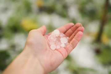 closeup male hand holding hailstones after hailstorm