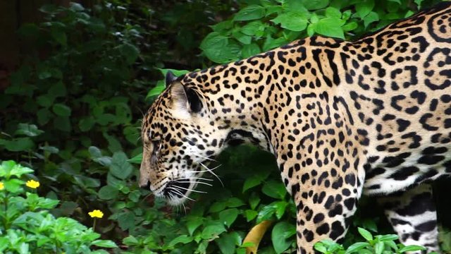 Leopard walking in the woods looking for food footage slow motion