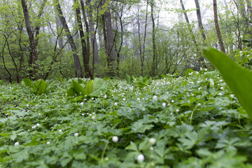 むれ水芭蕉園のニリンソウの群生／長野県飯綱町