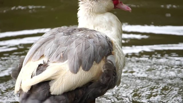 Ducks swim and sunbathe footage slow motion