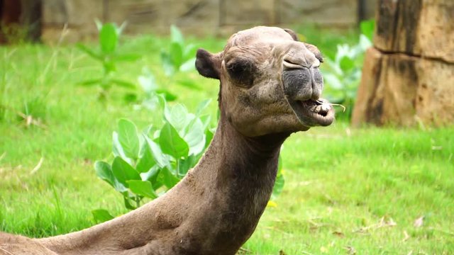The camels are chewing dry grass with delicious footage slow motion