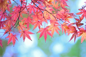 Landscape of vibrant colorful Japanese Autumn Maple leaves