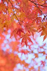 Landscape of vibrant colorful Japanese Autumn Maple leaves