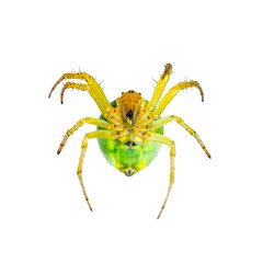 Yellow Spider Arachnid Insect Isolated on White