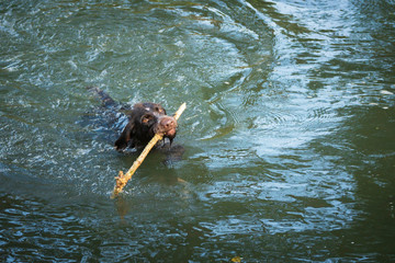 Jagdhund schwimmt mit einem Stock im Wasser