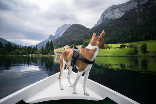 Cute and adorable little puppy or dog of basenji breed stands on edge of boat front overlooking the scenery and views of beautiful mountain lake, curious and excited and outdoor adventures