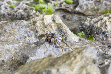 Schöner blauer Krebs auf Felsen am Strand (Karibik)