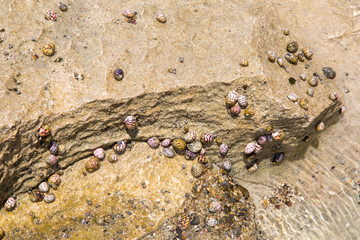 Kleine Krebse in Muscheln/Häuschen