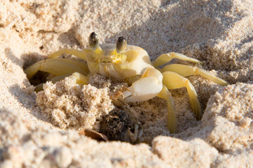 Krebs am Strand der Karibik