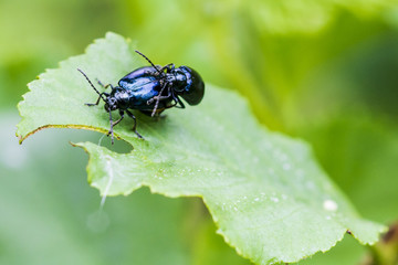 Käfer2