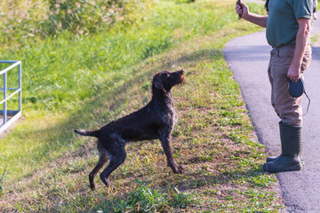 Jagdhund beim spielen mit seinem Herrchen